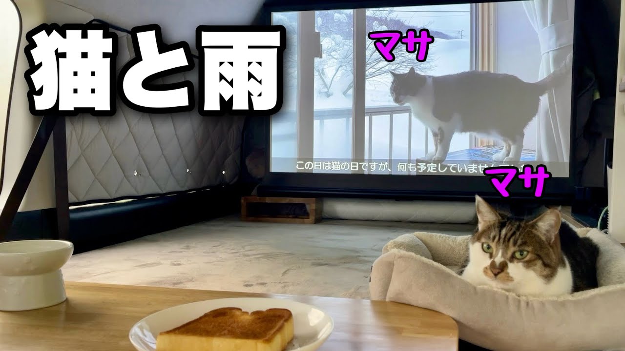 雨の降る日は車で猫カフェ｜大画面でマサの動画を楽しめるモバイルプロジェクターを使ってみた【Dangbei Freedo】