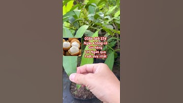 Cây Măng cục trái vàng | 0386569374 - Ngọc Ngân Bến Tre | Chuyên cây độc lạ