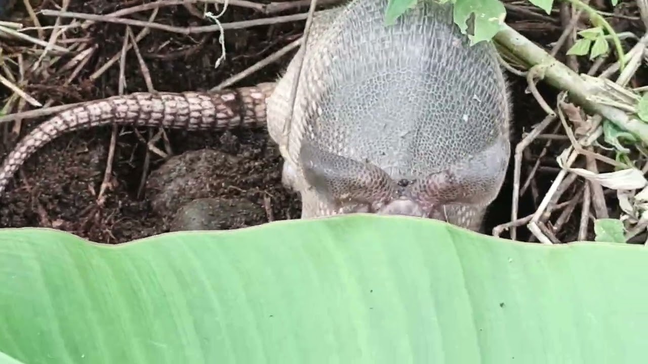 Le pusimos a buen recaudo a este armadillo, ya que estaba cerca a la calzada 🇪🇨
