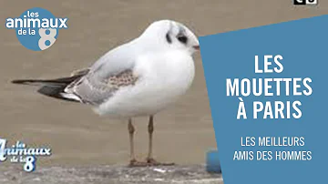 Pourquoi il y a des mouettes à Paris ?