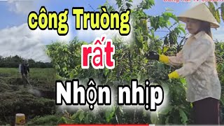 Buổi sáng CÔNG TRƯỜNG Nhộn nhịp Ba Người Ba CÔNG VIỆC...