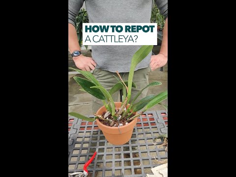 Video: Cattleya: thuiszorg. Transplantatie en reproductie van Cattleya