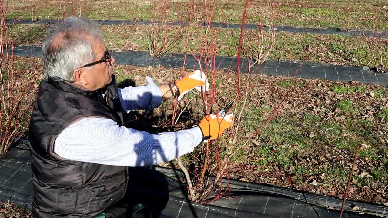 Come potare il mirtillo