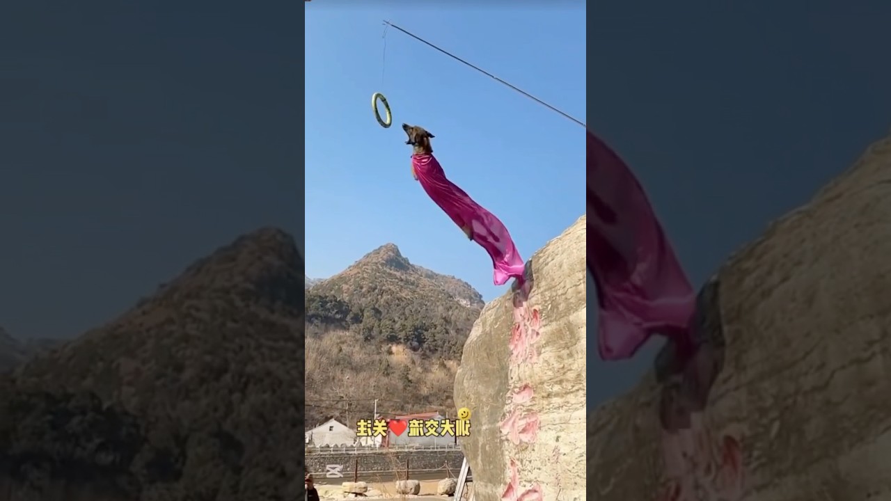 You Wouldn’t Believe 😨😱🔥  #jump #worldrecord #amazing #athlete #pets #dog