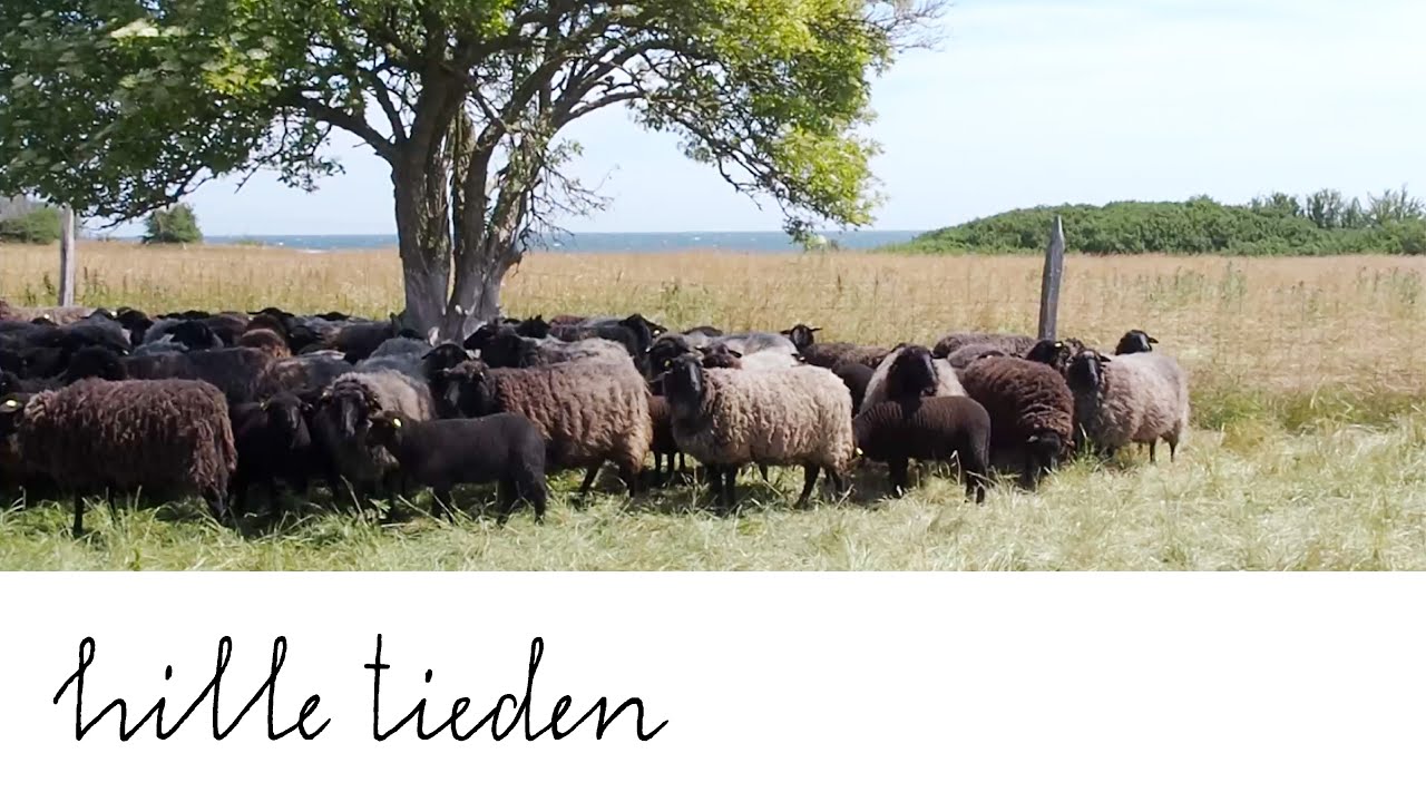 3. Teil von 6: Ausflug auf die Ostseeinsel Greifswalder Oie