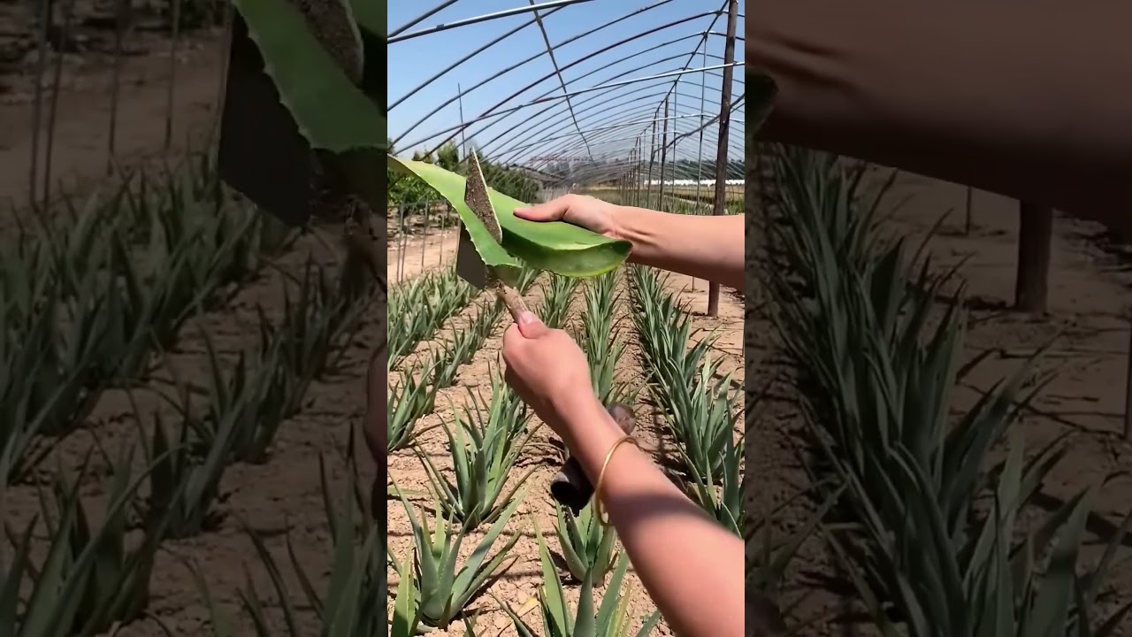 The precision way to extract aloe vera gel process - 🇺🇸🇬🇧🇨🇦 #gardening #shorts