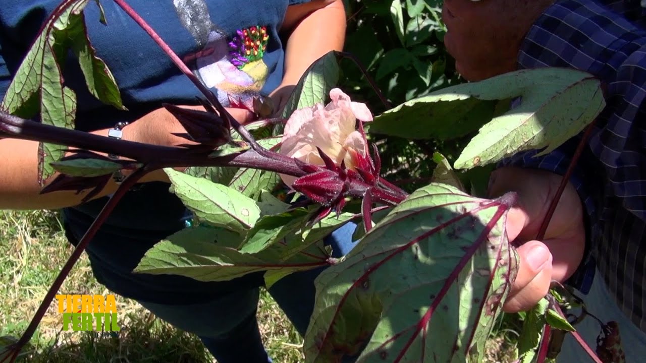 Tierra Fértil Tv-Producción de Jamaica y valor agregado (24.09..22)