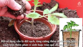 Bí Quyết Trồng Cà Chua Sai Trĩu Quả Từ A Đến Z