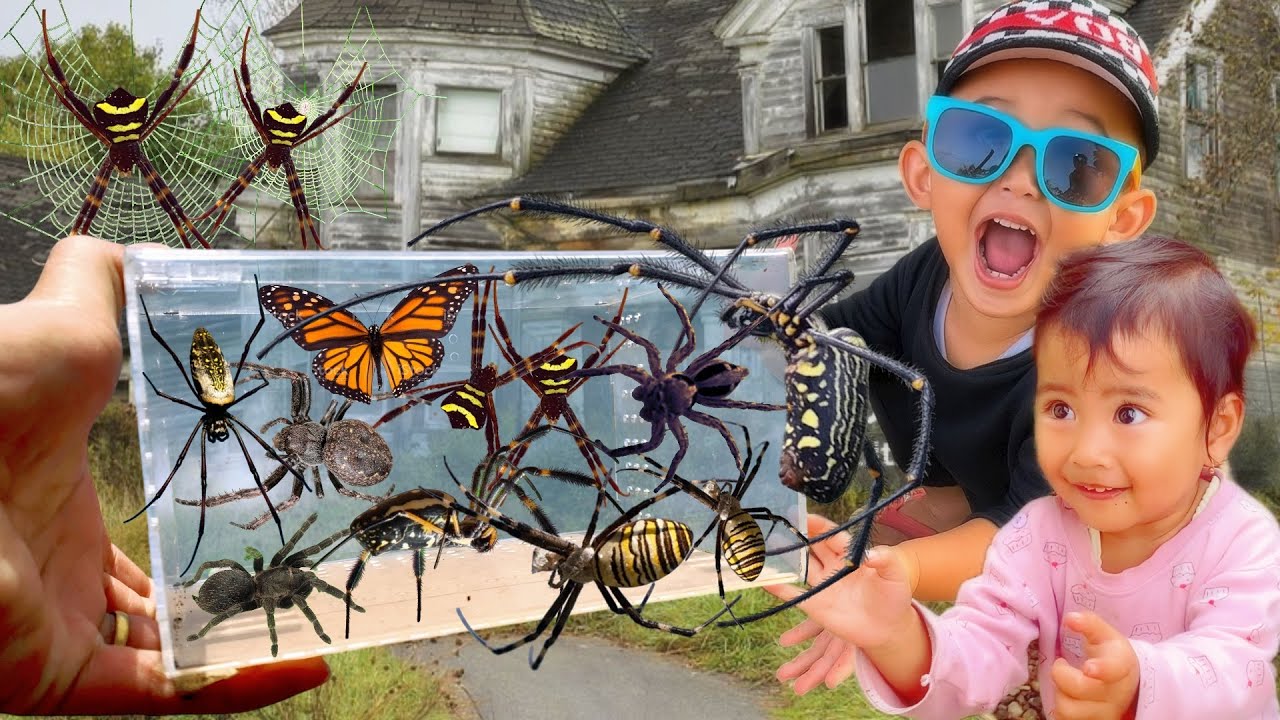 TOP Spider Hunt with My Son 🕷️Catching Giant Golden Spider, Poisonous ...