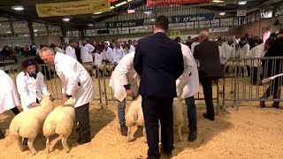 Defaid Bridiau Cyfandirol Pur | Pure Continental Breed Sheep