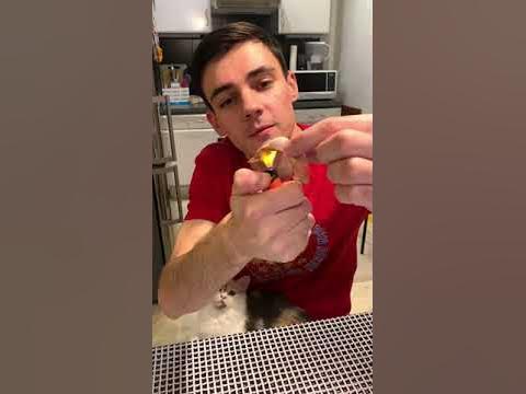 Рыбий пузырь - YouTube