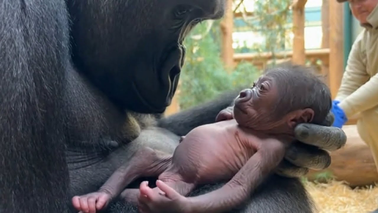 Little gorilla, big new-day happiness