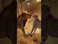 Lion Vs Cheetah Fight In Jungle شیر اور چیتا کی جنگل میں لڑائی Wildlife Documentary Lion Wild Lion Vs Cheetah Fight In Jungle شیر اور چیتا کی جنگل میں لڑائی Wildlife Documentary Lion Wild
