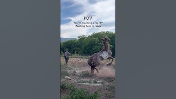 Gotta get the round pen up ASAP….  #mustangtaming #problemhorses  #horseownership #projecthorse