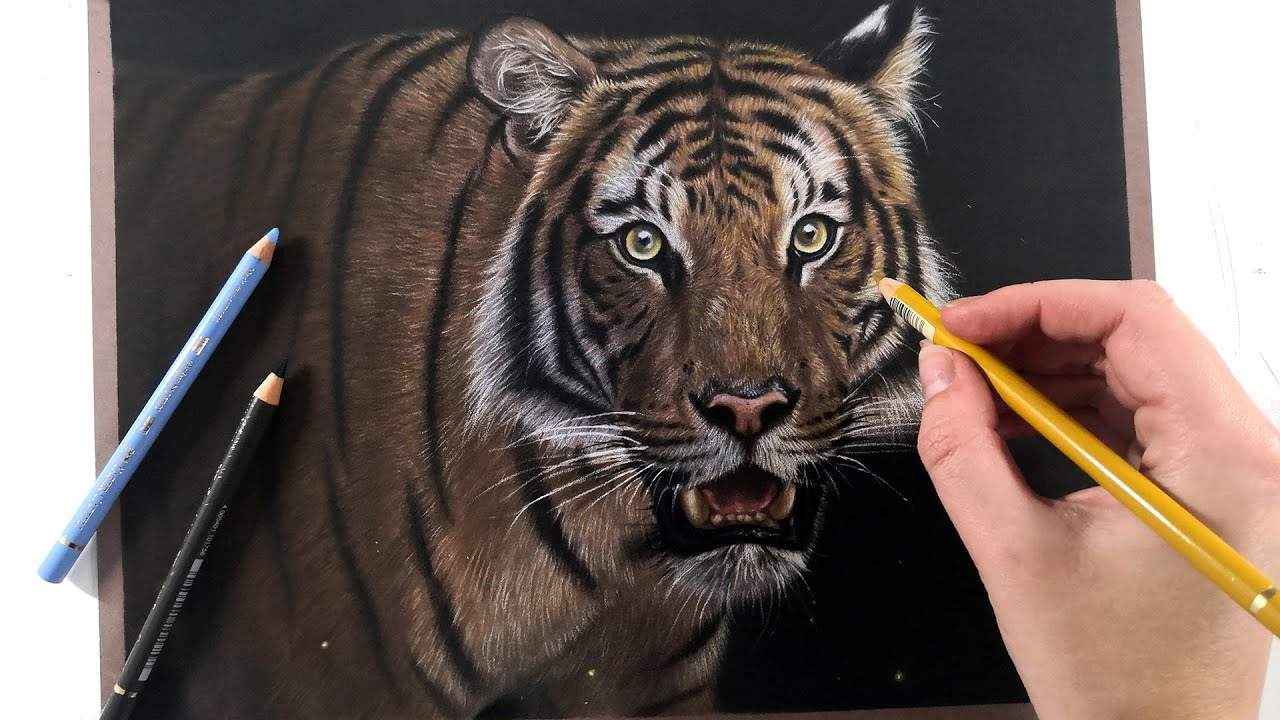 How To Draw A Realistic Tiger Marker Coloured Pencil Drawing Tutorial ...