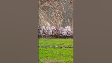 Thumbnail of Apricot blossom beauty of Flowers 🌸🌸❤️