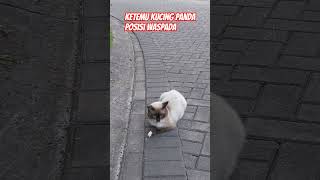 Ketemu Kucing Panda, Posisi Waspada #cat #cats #catvideos #catshorts #catvideo #akw #kucing #meow