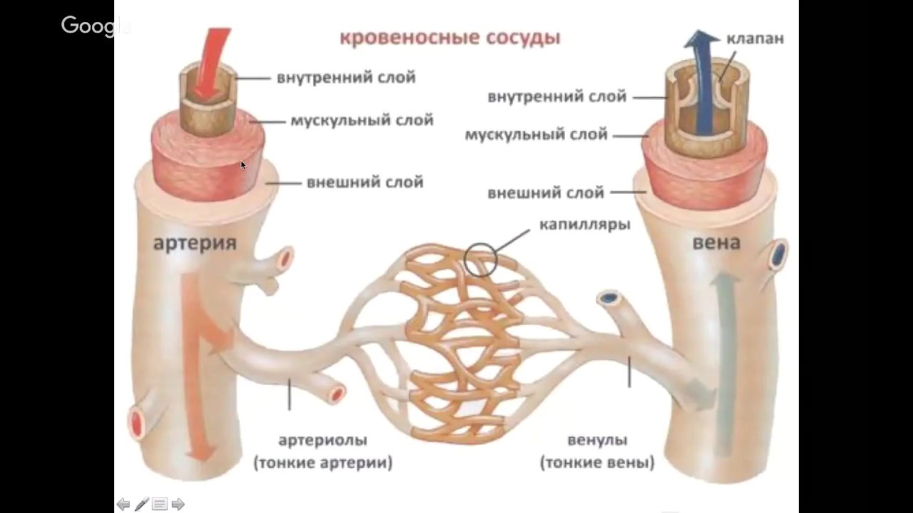 Мышечный слой артерий и вен. Строение сосудов. Строение артерии. Строение стенки артерии.