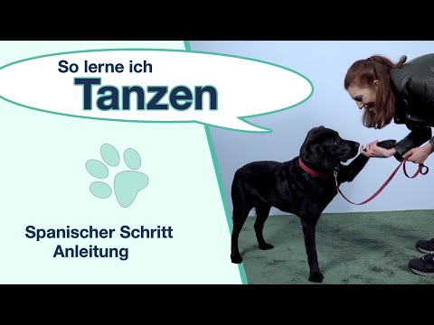 Video: Einen Tanzenden Hund Beibringen - Tanzen Mit Deinem Hund