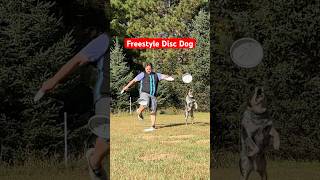 Freestyle disc dog moves with our rescue cattle dog Psycho Suzi! #frisbeedog #dogshorts #blueheeler