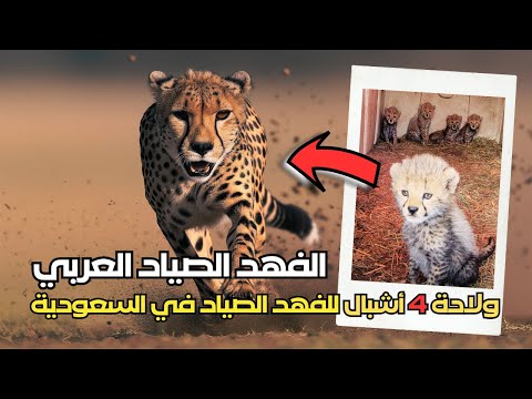حدث تاريخي عودة الفهد الصياد العربي من الانقراض وظهوره مرة اخري في السعودية بعد 40 عاما من الغياب