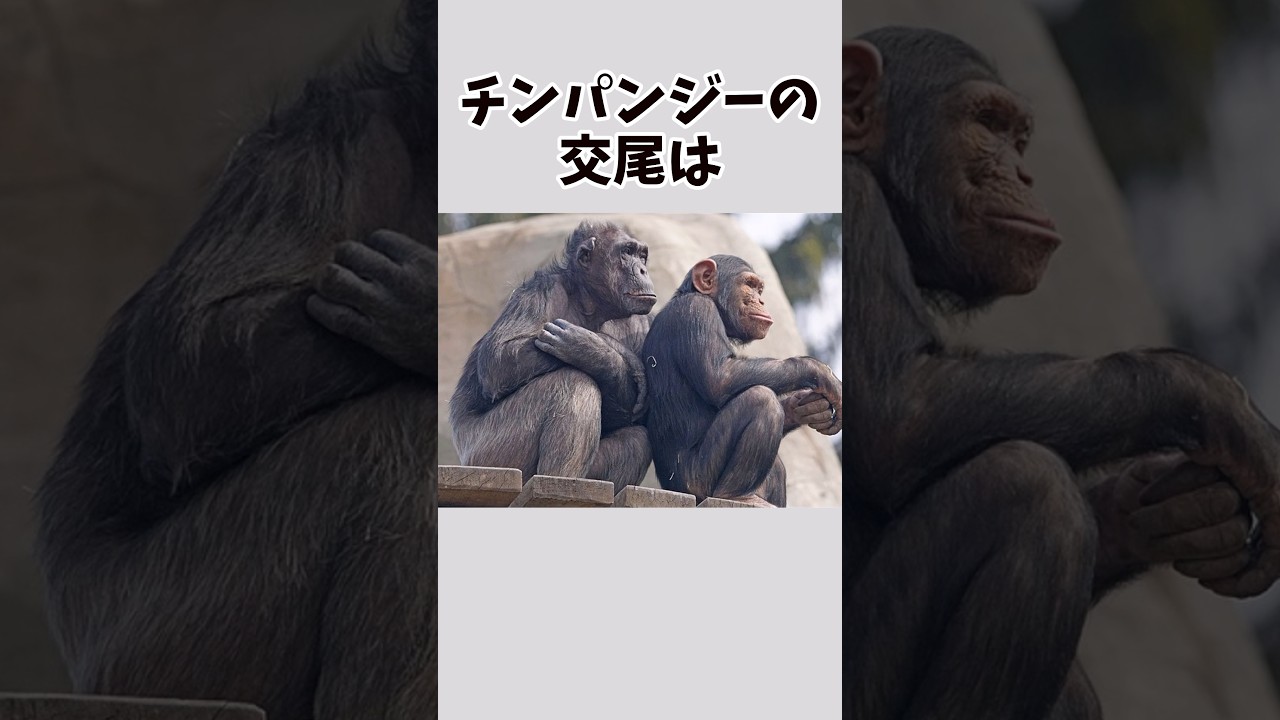 【衝撃的】賢すぎるチンパンジーのおもしろい雑学 #雑学 #動物 #チンパンジー