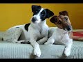 Puppy Love (Smooth Fox Terrier) の動画、YouTube動画。