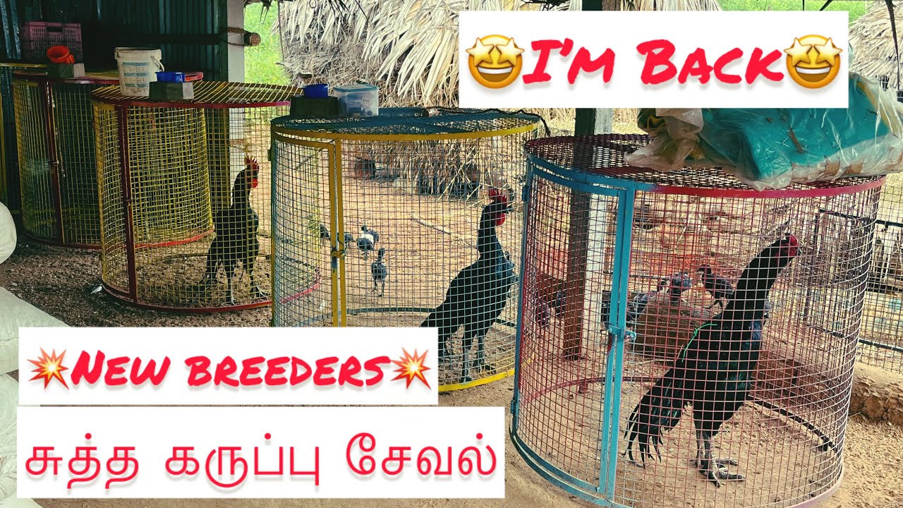 💥சுத்த கருப்பு சேவல்  Farm💥🤩Dye Black Farm New Breeders🤩I’m Back 🖤😃Top Breeders🔥