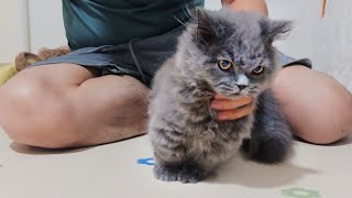 Inject liquid medicine for an active kitten in a easy way