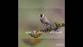 الخلوي الجزائري تغريد رهيب نار نار