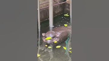 moodeng leaf #animals #hippo #moodeng #cuteanimals  #pygmyhippopotamus