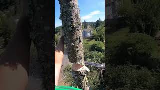 Dropping A Little Chunk Of Alder On The Woodpile