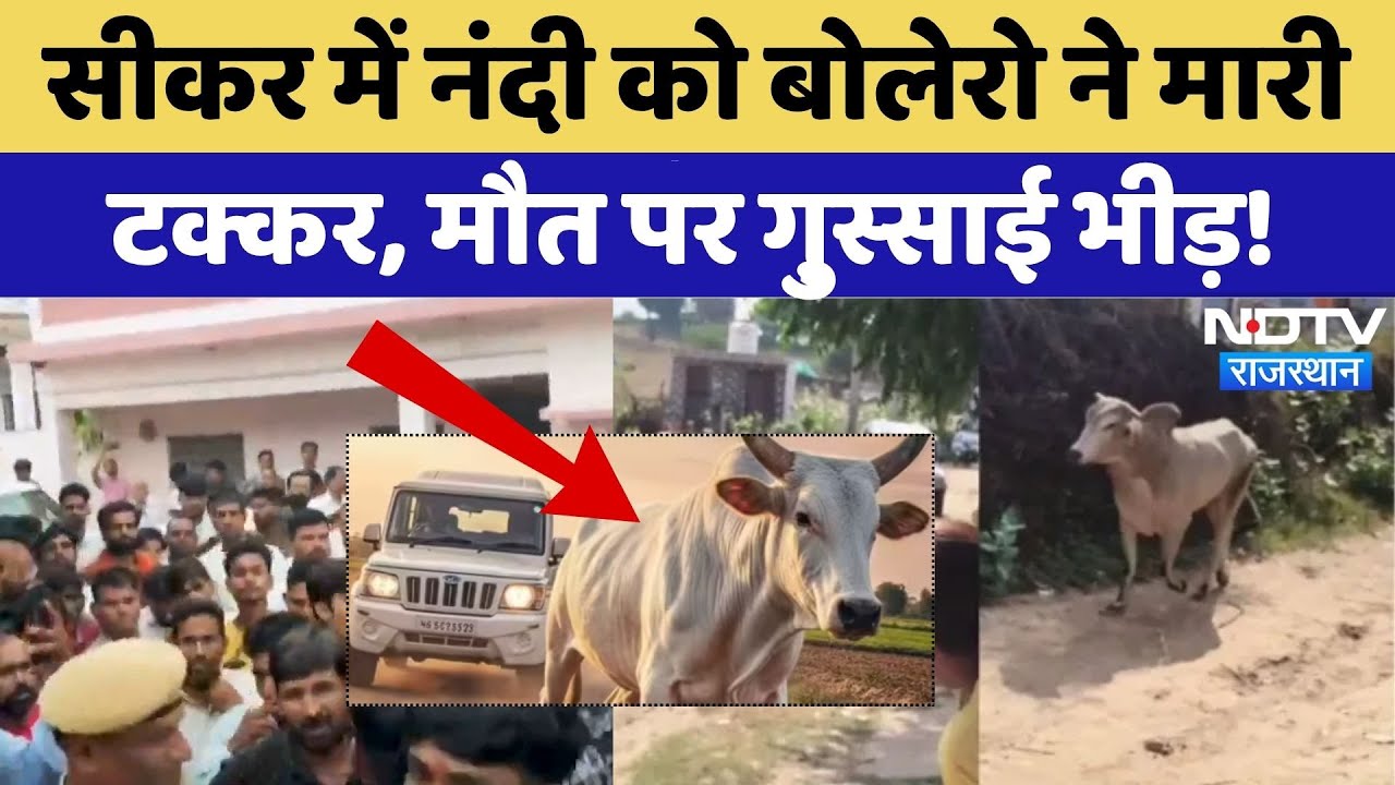 Sikar News: नंदी को बोलेरो ने मारी टक्कर, आरोपियों का पुलिस ने निकाला जुलूस!|Rajasthan | Viral Video
