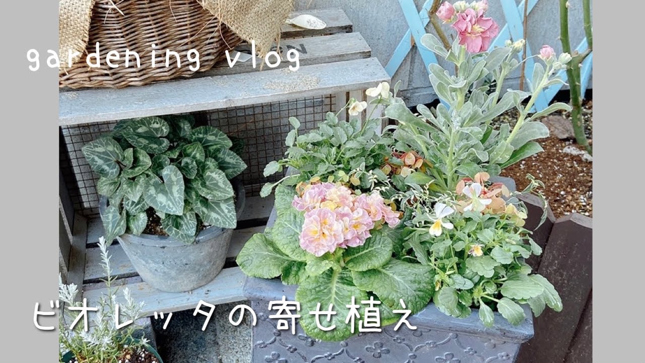 ガーデニング》ビオレッタの寄せ植え作り| 八重咲きストック