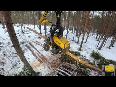 Video: Mitä männystä tehdään?