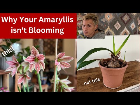 Video: Why doesn't amaryllis bloom indoors?