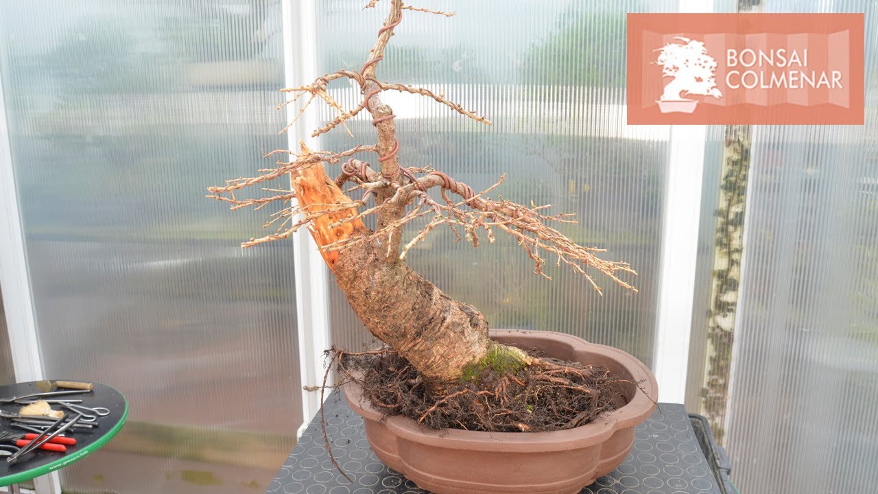 Trabajo en un Larix - Bonsai Colmenar
