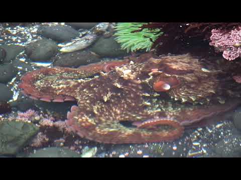 Rare Giant Pacific Octopus Encounter Yaquina Head