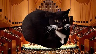 maxwell the cat but he has an orchestra now