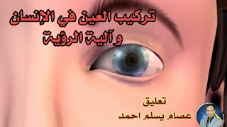 تركيب العين في الإنسان و آلية الرؤية