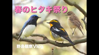 【野鳥観察Vlog】春のヒタキ祭り 〜キビタキ、オオルリ、ノビタキ、ジョウビタキ、クロツグミなど
