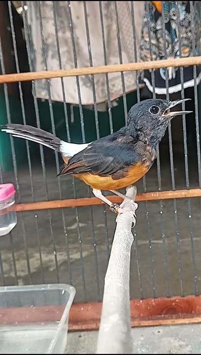 Suara liar murai trotol manggil murai trotolan#Suaramuraitrotol#muraitrotolgacor#Shorts