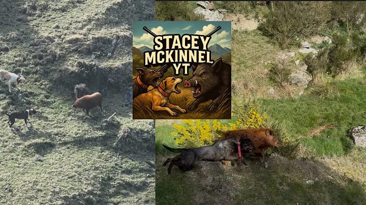 Pig dogs getting into their work. /Pig Hunting