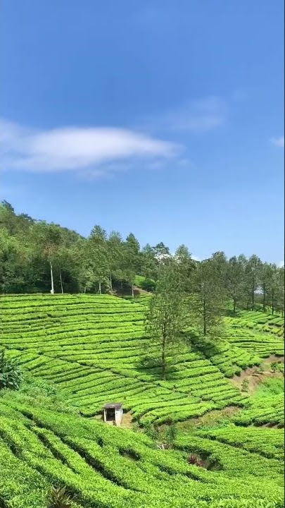 KEBUN TEH PUNCAK BOGOR JAWA BARAT