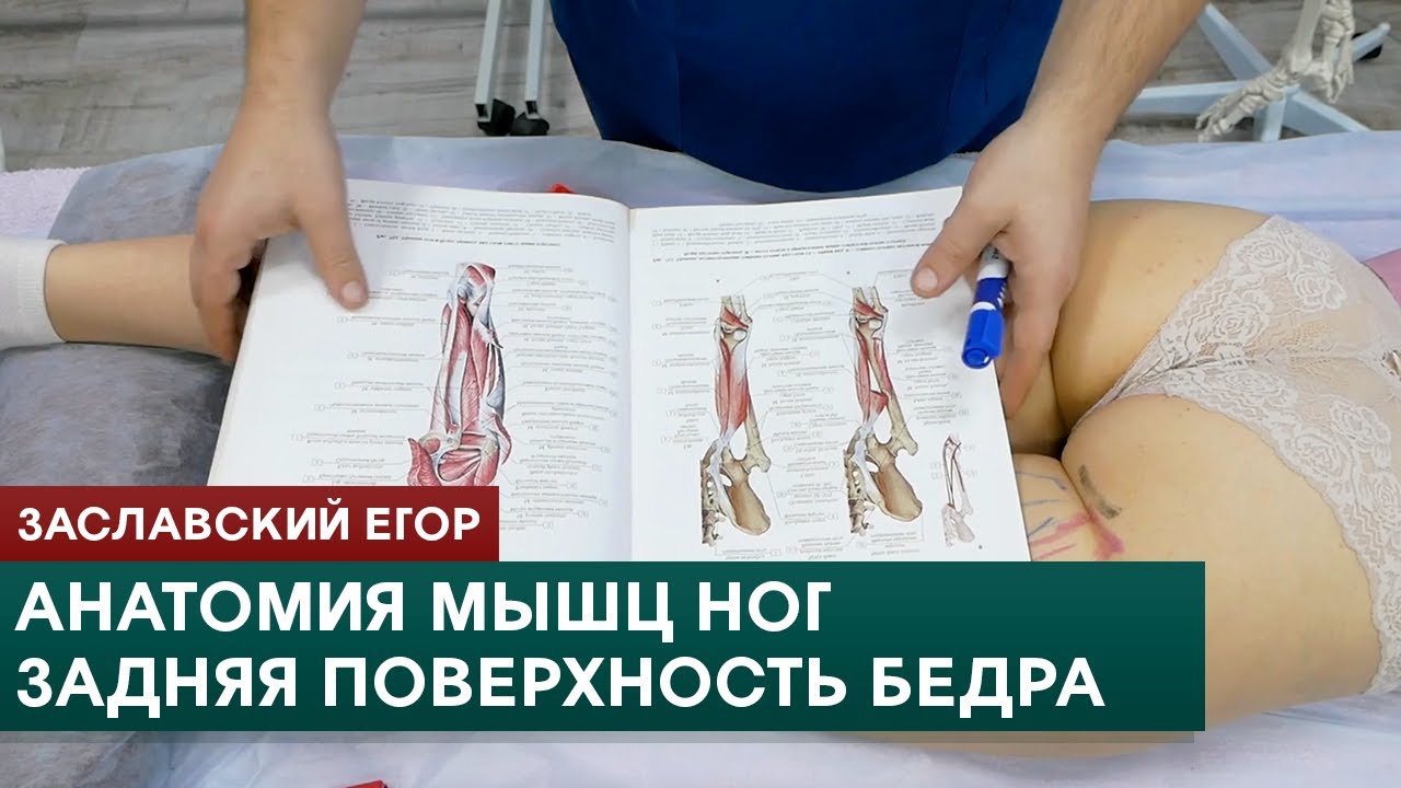 Анатомия мышц ног. Задняя поверхность бедра. Заславский Егор