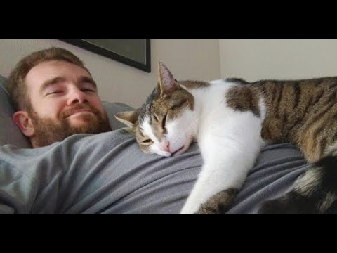 Почему кошка лежит у человека на груди?
