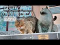 ОДЕССА-МЯУ: кошачья столица Украины