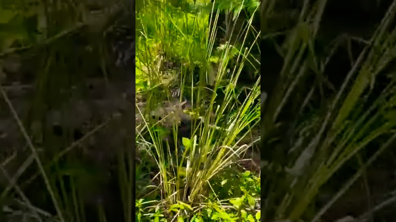 New organic innovation that will help secure the long-term viability of palm oil tree plantations