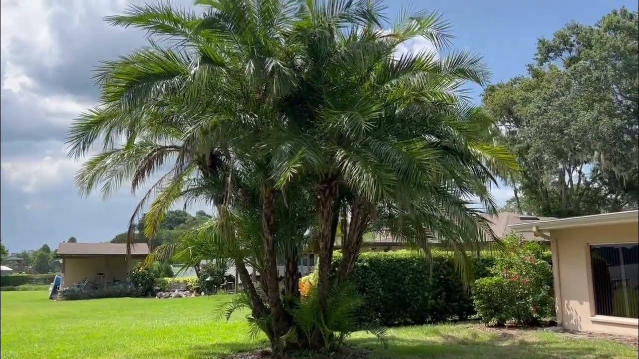 Transplanting a Big Reclinta Palm/Large Palms and Trees Transplanted in