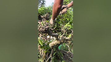 Hướng Dẫn Cắt Tỉa Cây Cảnh Đẹp Đơn Giản Nhất Cho Người Mới Bắt Đầu